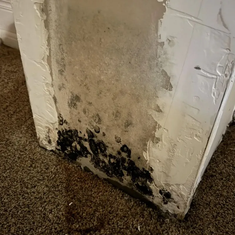Professional Mold Removal in Spring Hill, TN